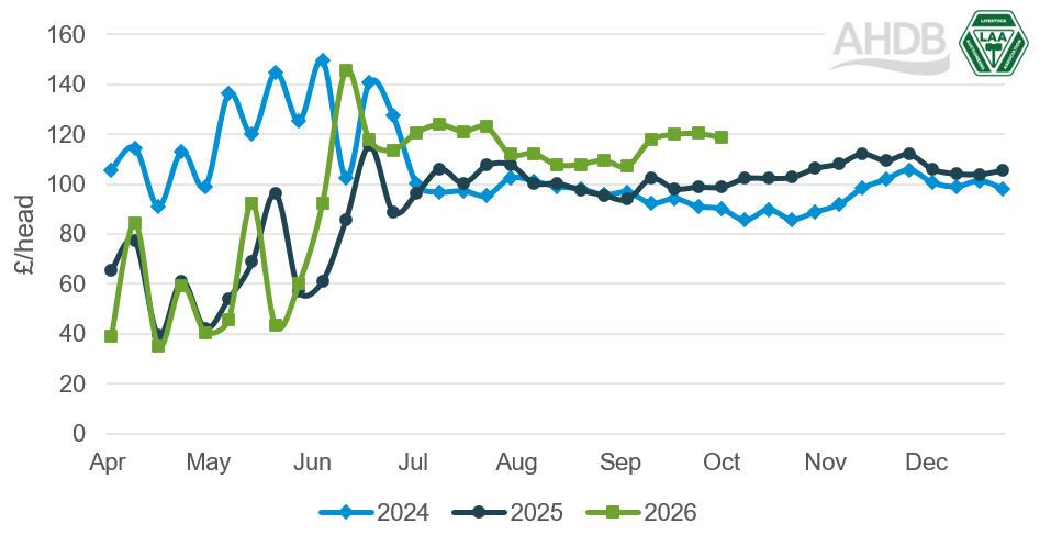 Average store lamb prices in England and Wales in £/head, covering 2024, 2025 and 2026.